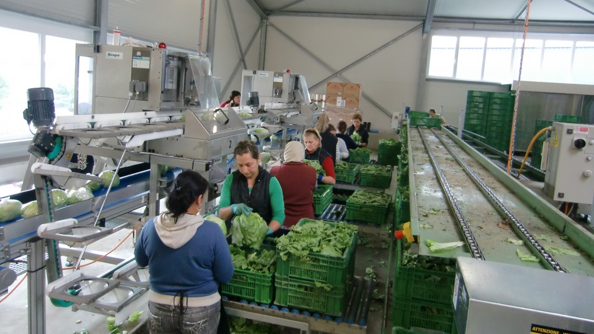 Optimiza la rentabilidad hortofrutícola con sistemas NicePack.jpg